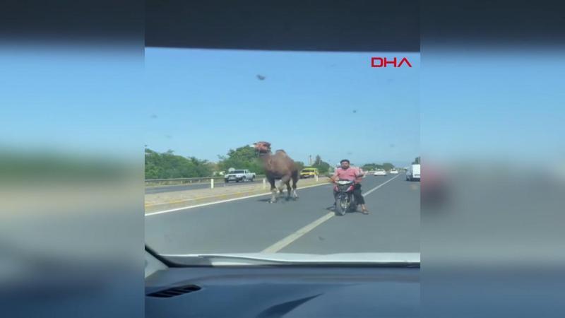 İlginç görüntü Aydın'dan! Kaçıp yola çıkan deve, sürücülere zor anlar yaşattı!