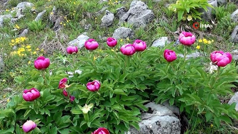 Yılda 10 gün açıyor: Bu çiçeği koparmanın cezası yarım milyon!