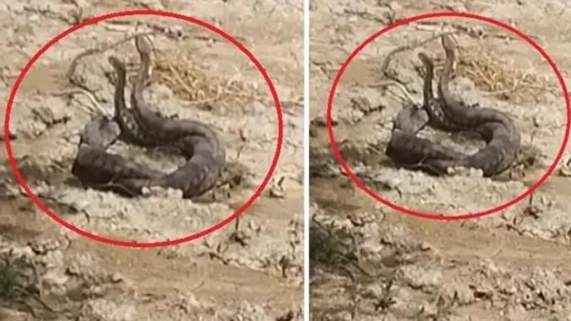 Hatay’da yılanların çiftleşme dansı kamerada