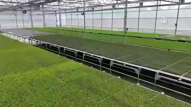 Bakan Yumaklı, Bafra ve Çaycuma Sera OTB'lerinde üretime başlandığını bildirdi