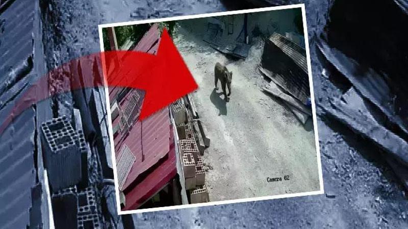 Yiyecek bulamayan ayılar mahalle ve köylere inmeye başladı