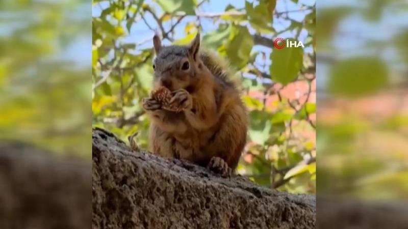 Osmaniye'de, bayram kömbesi yiyen sincap kamerada