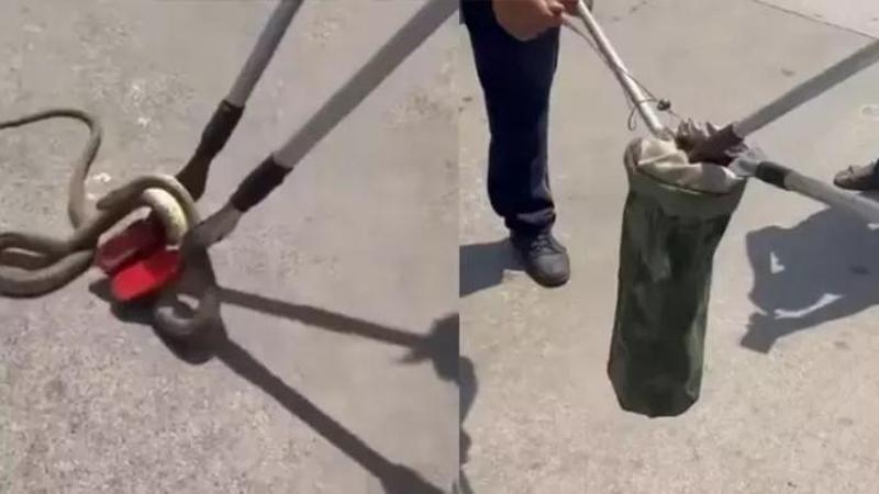 Hastane bahçesindeki otomobilden yılan çıktı