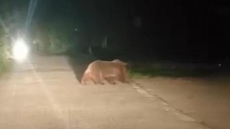 Uludağ'da ayı ailesinin yoldan geçişi görüntülendi