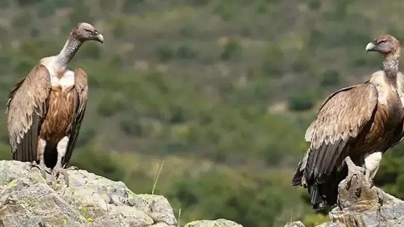 Afyonkarahisar'da fotokapana yakalandılar