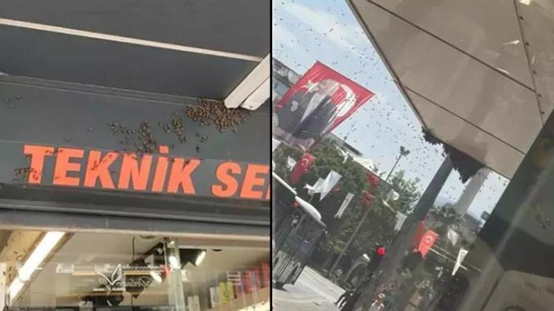 Denizli şehir merkezine gelen binlerce arı nedeniyle esnaf dükkan kapattı