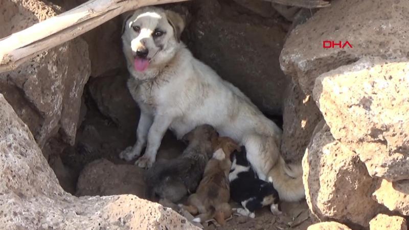 Yangında mahsur kalan yavru köpekleri jandarma kurtardı