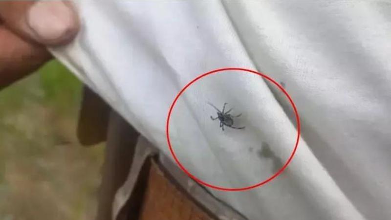 Yozgat’ta keneler görülmeye devam ediyor