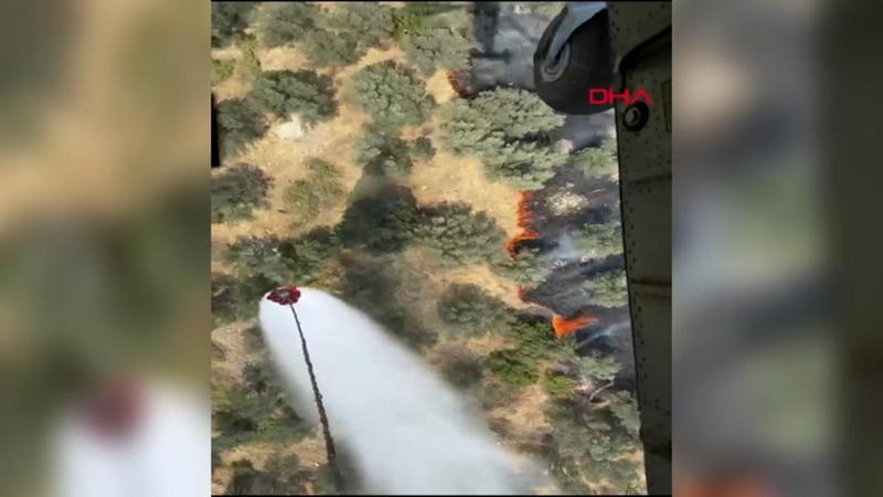 Balıkesir’in Ayvalık ilçesinde zeytinlik yangını