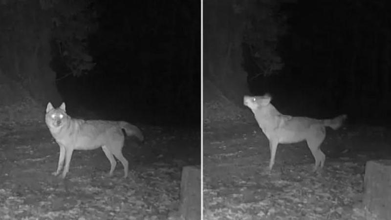 Küre Dağları’ndaki kurtlar fotokapanla görüntülendi