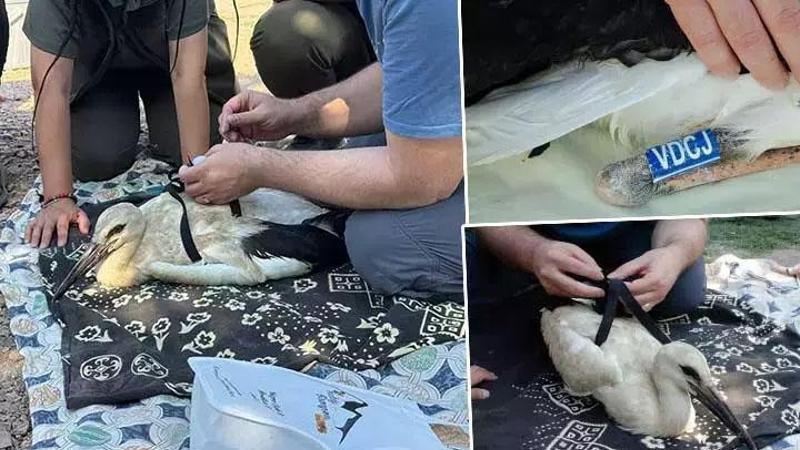 Yaren Leylek'in yavruları halkalandı... Yavruların göç yolculukları takip altında