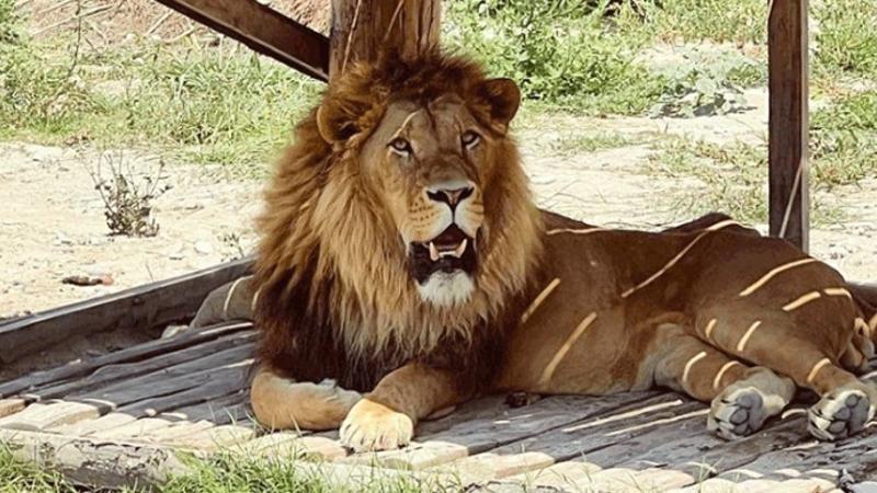 Hayvan parkından kaçan aslan aranıyor: Saldırdığı kişi yaralandı