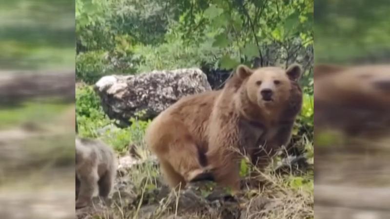 Tunceli’de dağ keçileri ve ayı ailesi kamerada