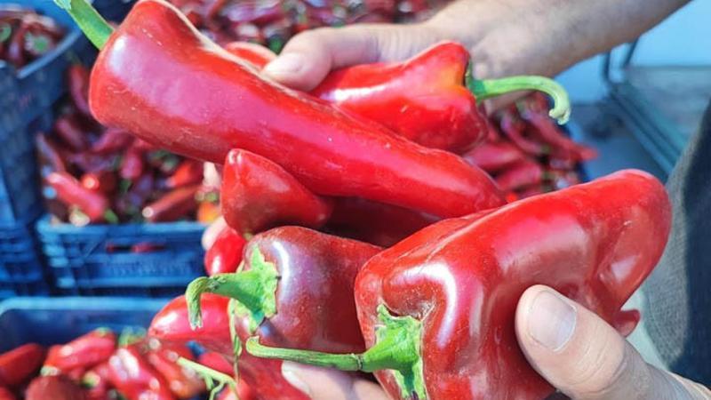 Salçalık biber sezonu başladı