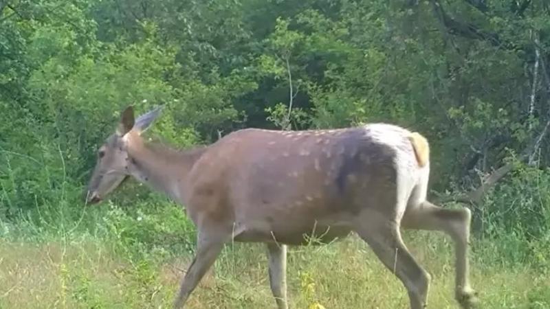 Bursa’da dişi kızılgeyik fotokapanla görüntülendi