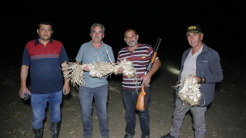 Çiftçiler sarımsaklar çalınmasın diye sabaha kadar tarlada nöbet tutuyorlar