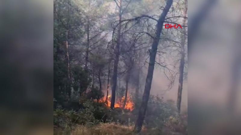 İzmir’de orman yangını