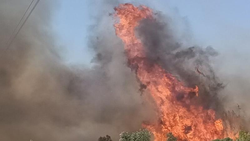 Mersin'de orman yangını: Müdahale sürüyor