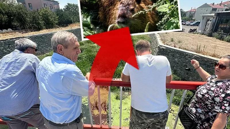 Kürkleri için çiftliklerde yetiştiriliyorlar! Su taşkınıyla Edirne'ye geldiler