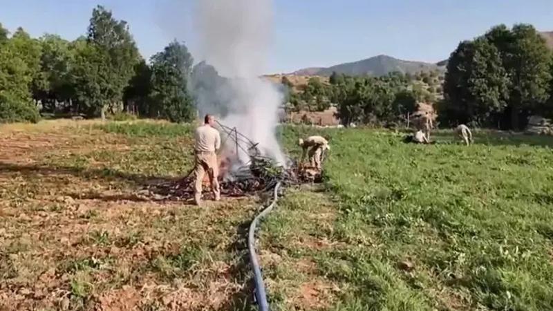 Bakan Yerlikaya duyurdu: 4,4 milyon kök kenevir ele geçirildi