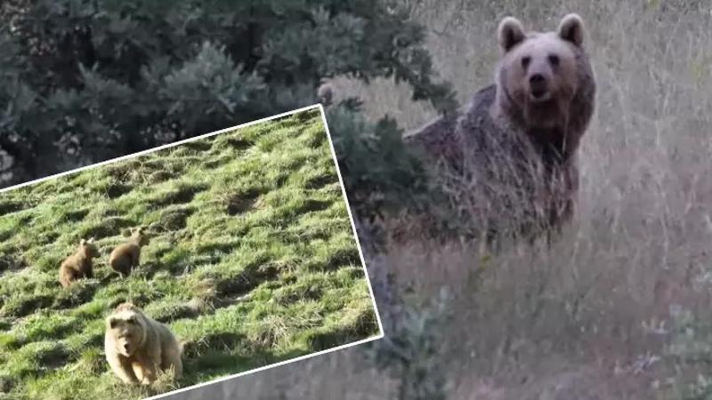 Bayburt'ta iki farklı yaylada ayılar görüldü
