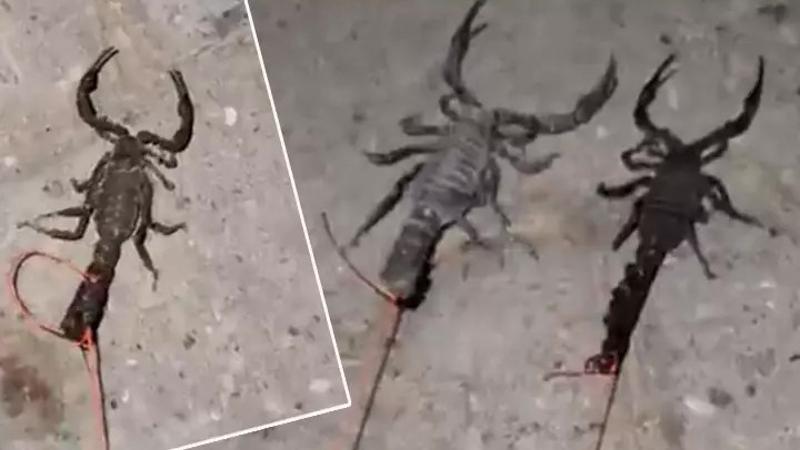 Köylülerin hayatı kabusa döndü! Sokaklarda yürüyemez hale geldiler