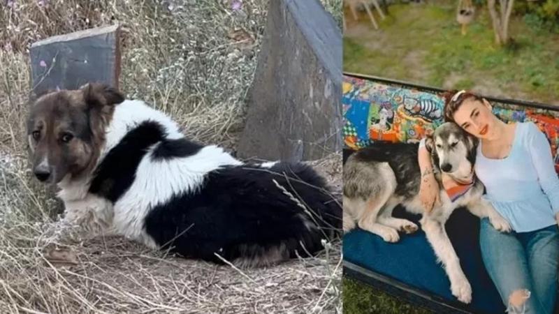 Vefat eden sahibinin mezarı başından ayrılmayan köpeği, sanatçı Ceylan Ertem sahiplendi