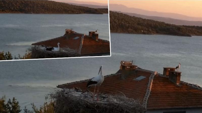 Yaren leyleğin depremi hissettiği anlar kamerada