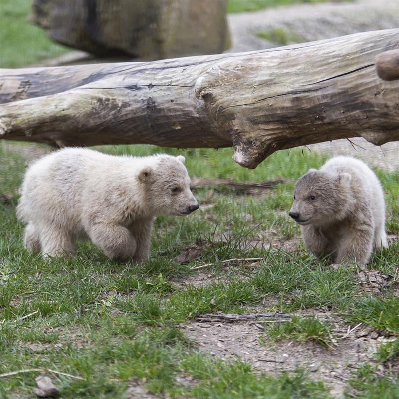 Public debut without public for polar bear cubs at Dutch zoo