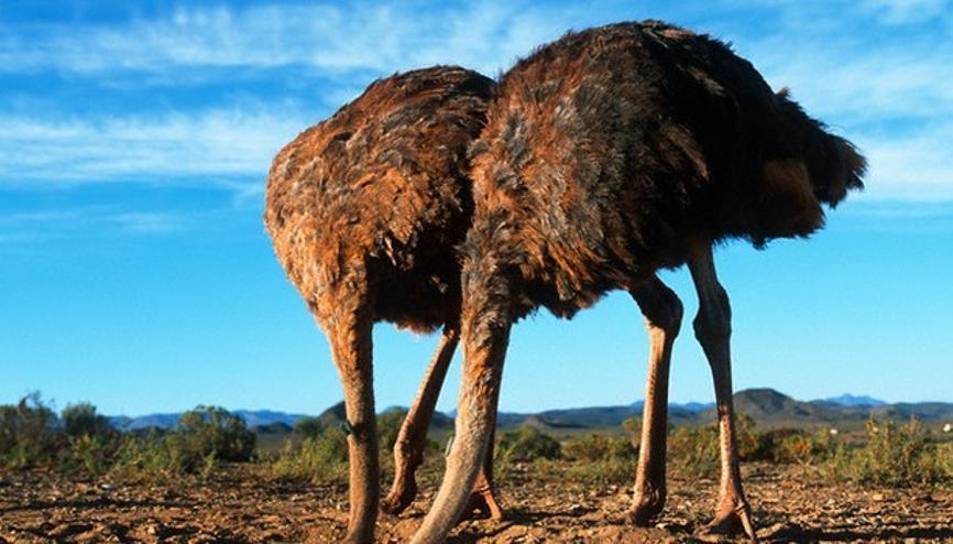 Devekuşları neden kafalarını kuma gömdüklerinde saklandıklarını sanırlar