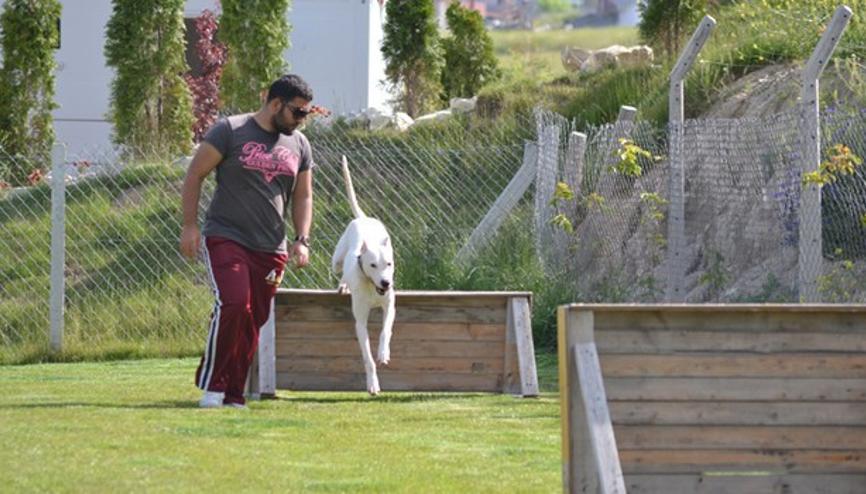 Köpekler onlara verdiğimiz komutları ne kadar anlıyor