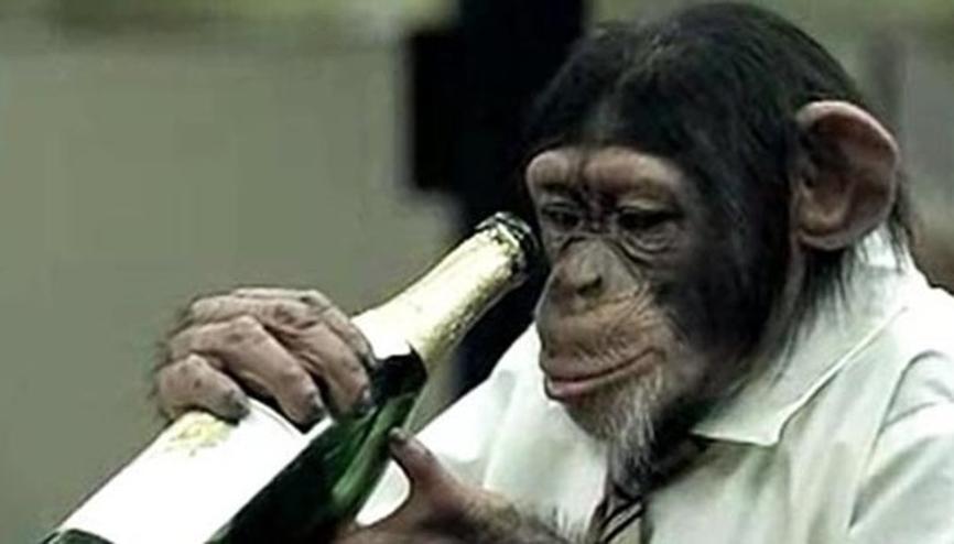 Şempanzelerin sarhoş oldukları doğru mu