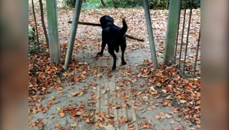 Pes etmeyen köpek en sonunda başardı