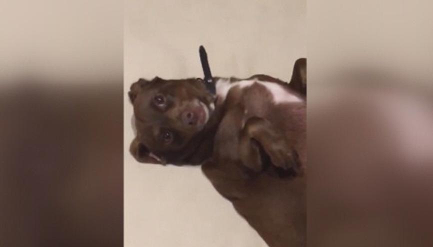 Sevimli tembel köpek