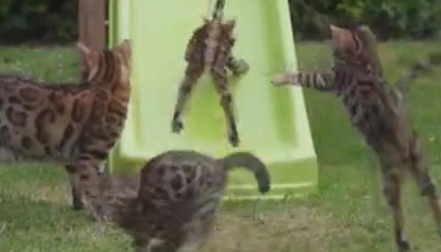 Bengal kedilerinin mutlu oyunu
