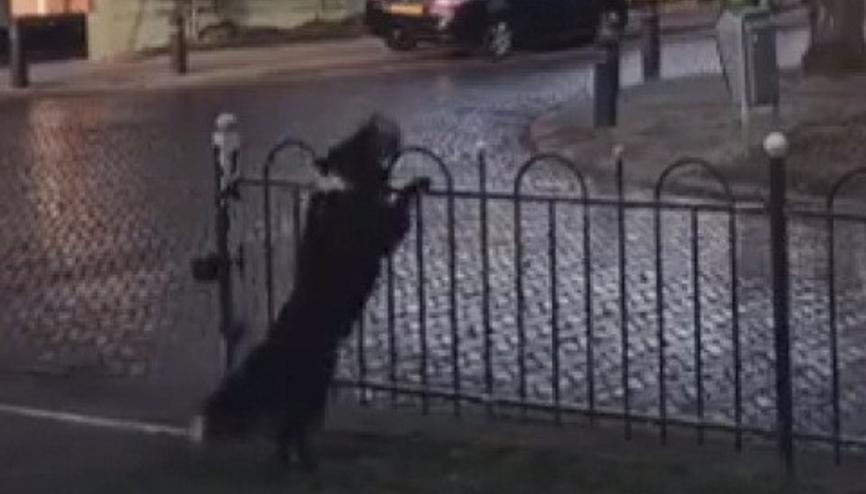 Hinlik yapan sevimli köpek