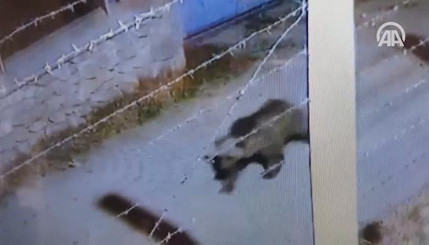 Belde merkezine inen ayı güvenlik kamerasında