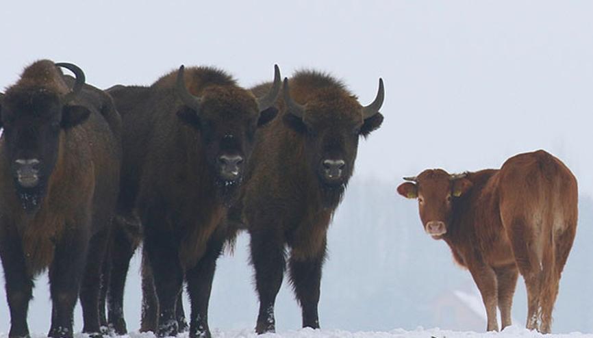 Çiftlikten kaçan inek bizon sürüsüne katıldı