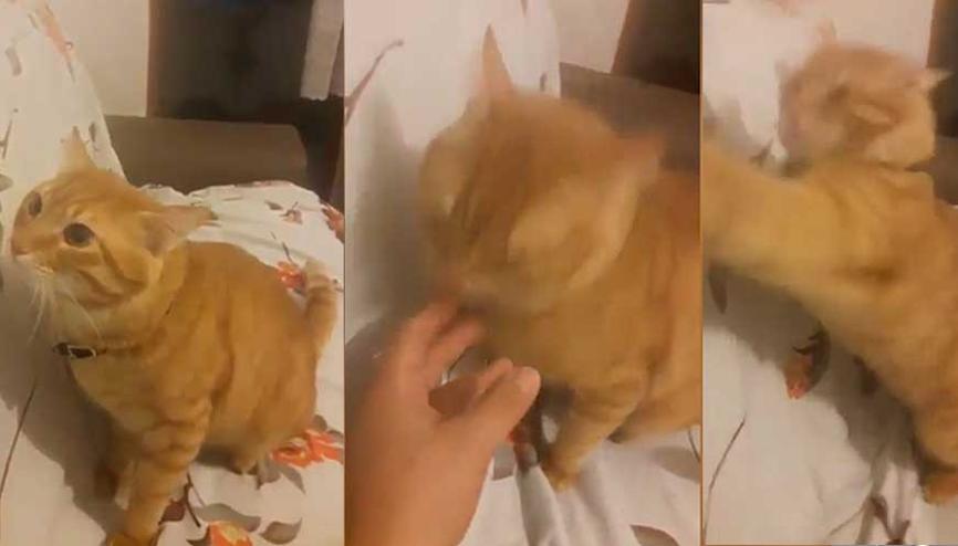 Kindar kedi Haydar yeniden sahnede