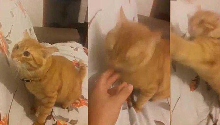 Kindar kedi Haydar yeniden sahnede