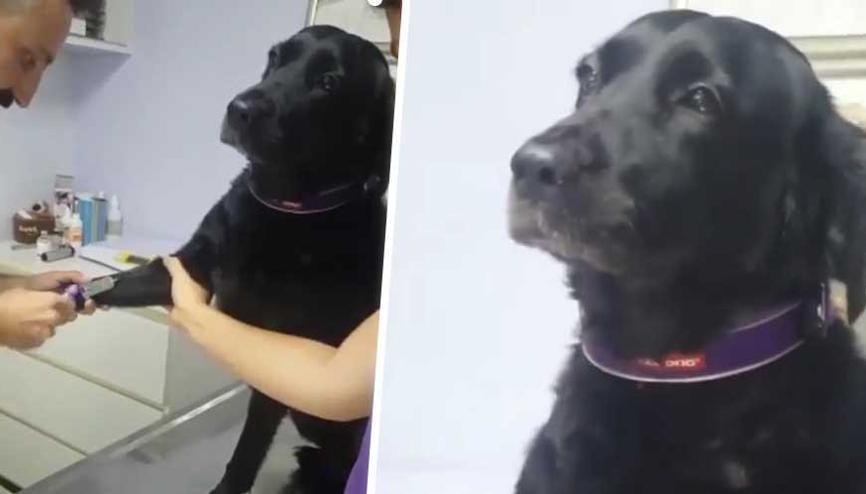 Kan aldıran köpeğin sakinliği beğeni topladı