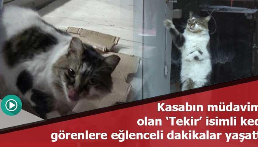 Kasabın camını patileriyle ovalayıp kıyma istiyor