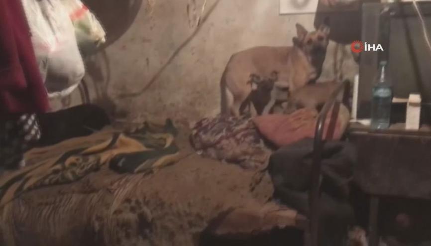 30’un üzerinde köpekle tek göz odada yaşayan kadın gözaltına alındı