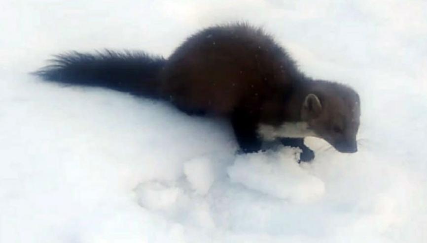 Köylüler de şaşırdı İlk defa gündüz gördüler…