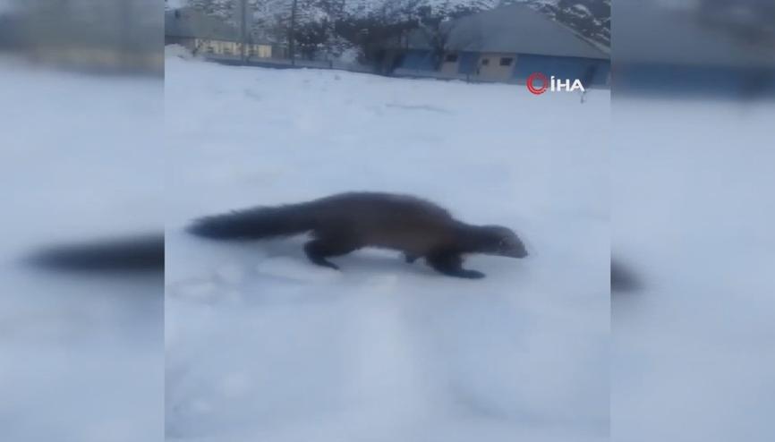 Dondurucu soğukta yiyecek arayan sansarın rahat davranışı şaşırttı