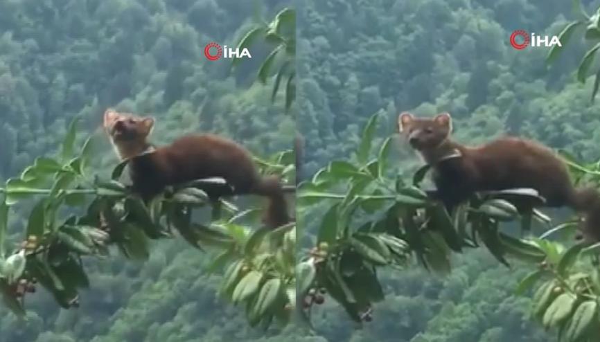 Sansarın karayemiş keyfi böyle görüntülendi