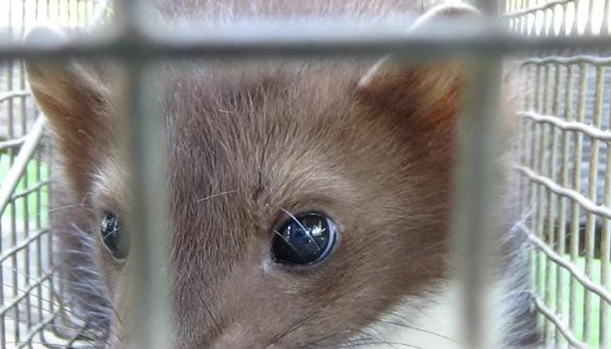 Biberonla besleyerek büyüttüğü sansarı, saldırganlaşınca teslim etti