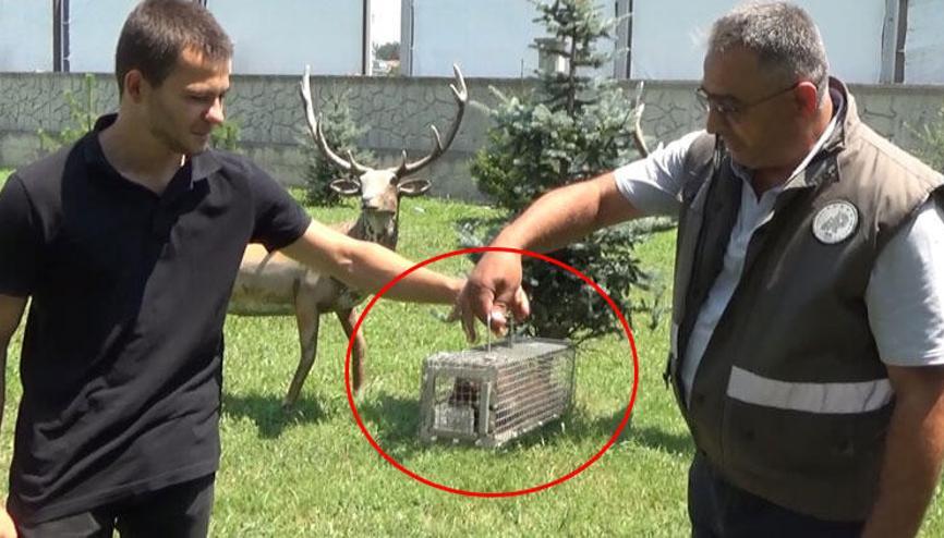 Biberonla besleyerek büyüttüğü sansar, saldırınca teslim etti