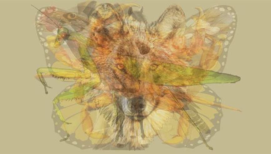 Resme İlk Baktığınızda Ne Gördünüz