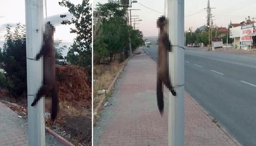 Konyada dehşete düşüren görüntü Yön levhasına astılar...